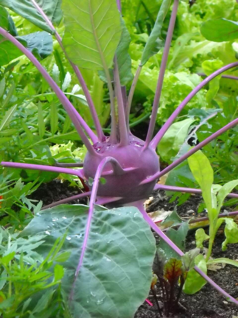 콜라비