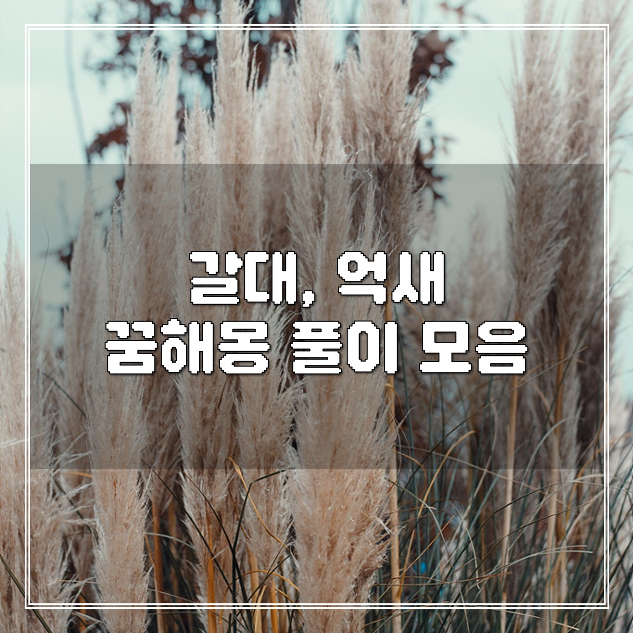 갈대, 억새 꿈해몽 풀이 모음 썸네일