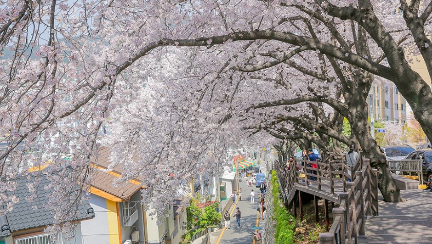 부산 벚꽃 명소