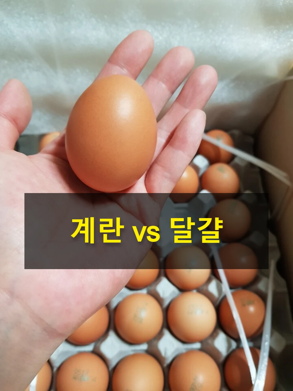 달걀 vs 계란