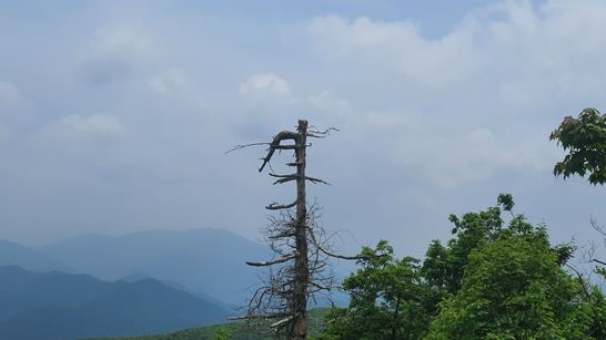 천년주목