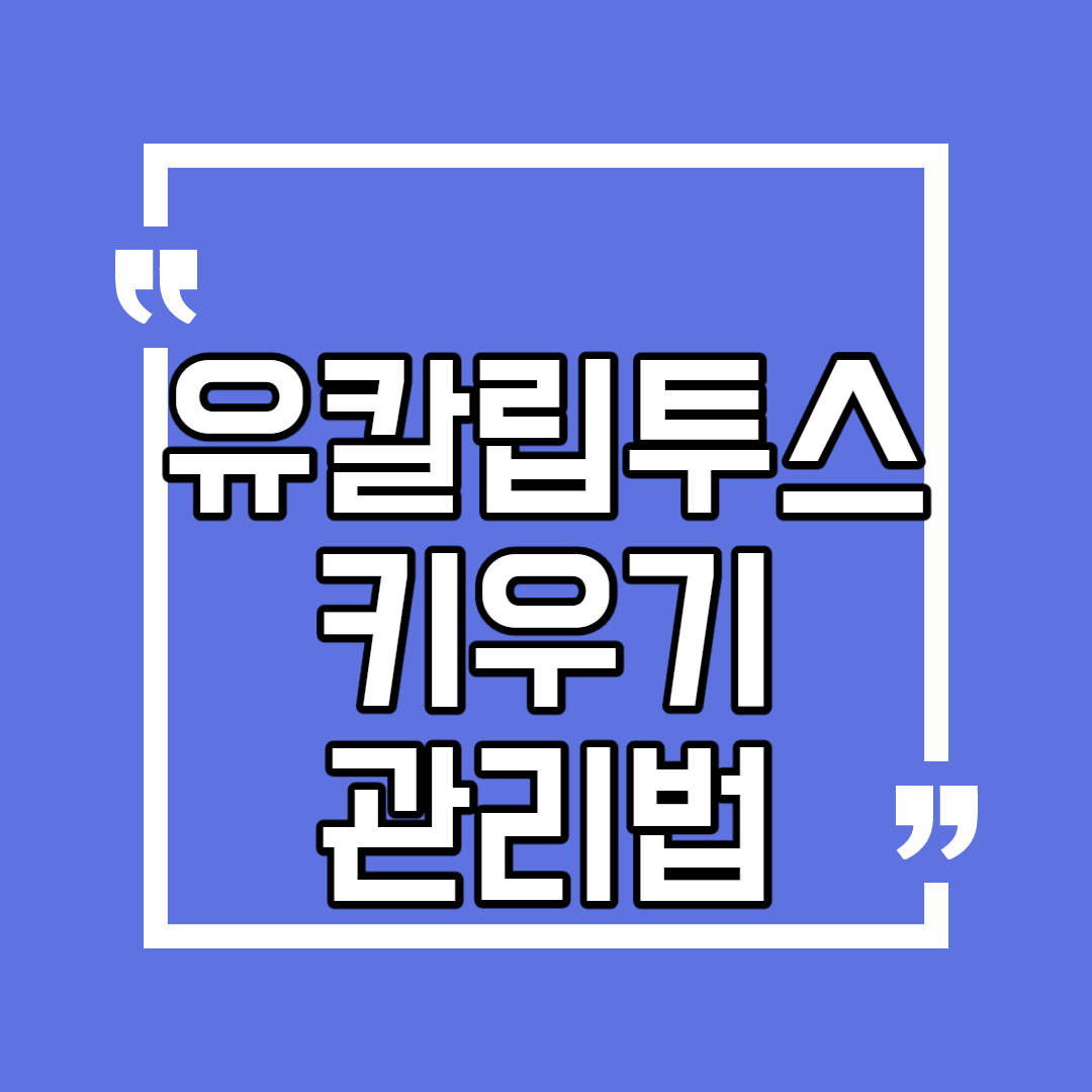  유칼립투스  키우기 관리방법