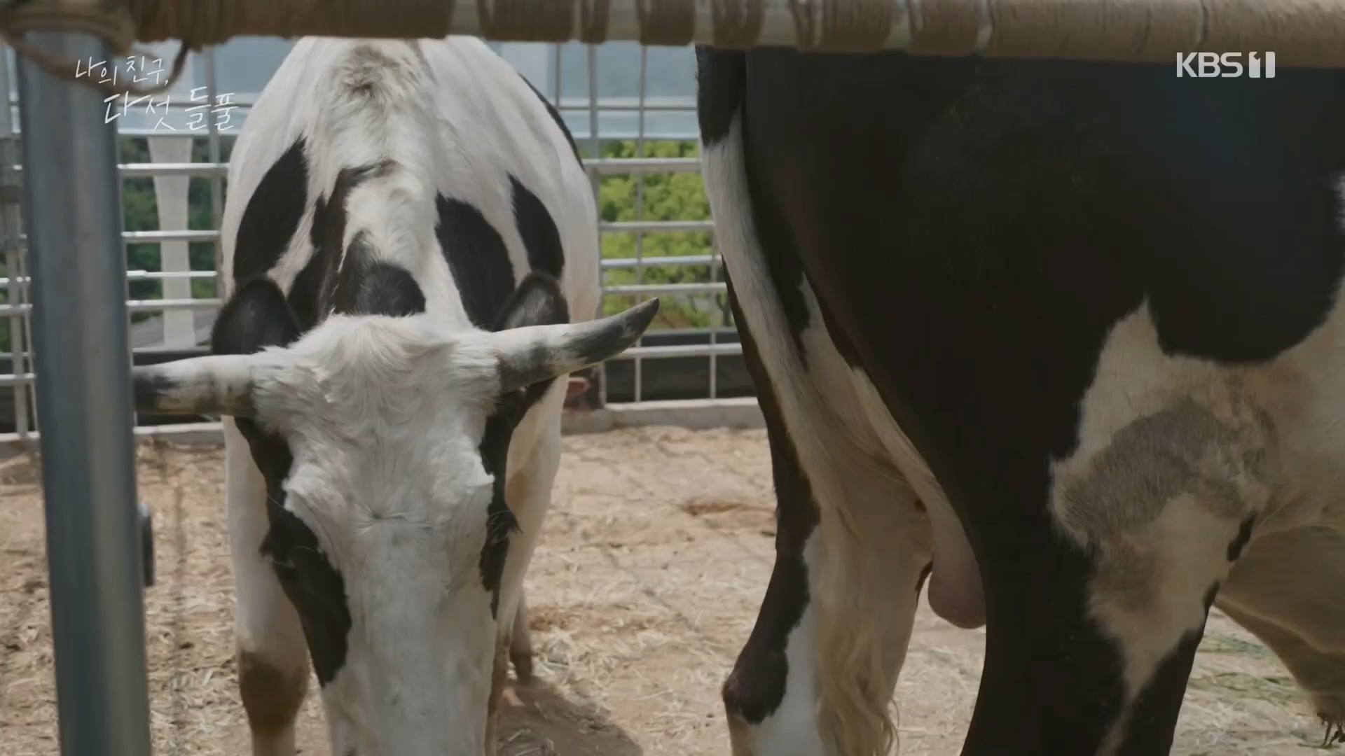 특집 다큐 나의 친구, 다섯 들풀.240119p.H264-F1RST.mp4_20240121_151734.097.jpg