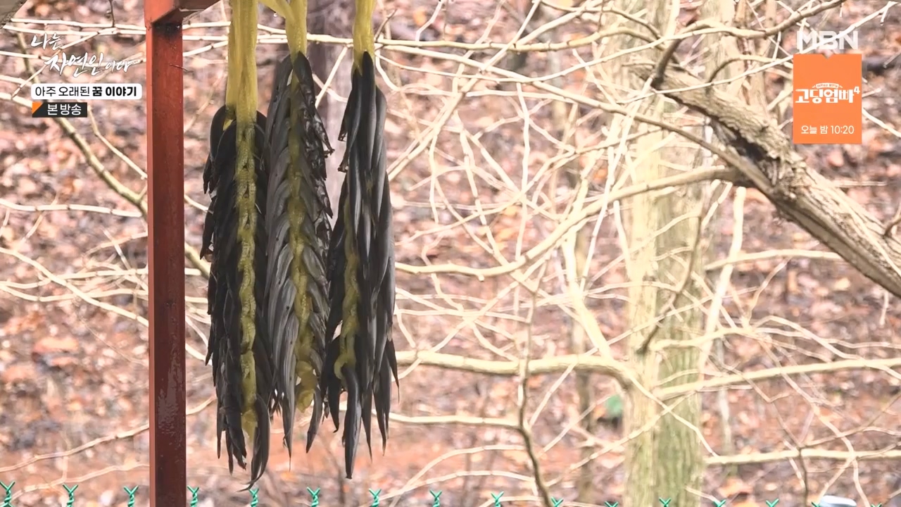 나는 자연인이다.E594.240222p-NEXT.mp4_20240222_195340.992.jpg