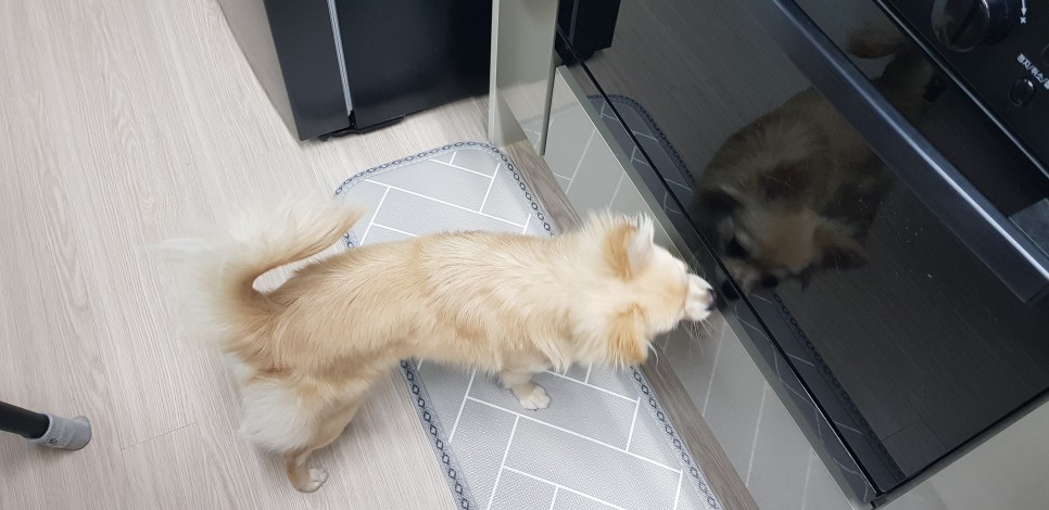 [강아지간식]허닭x핏펫몰 꼬꼬가슴살 맛있는 냄새로 24