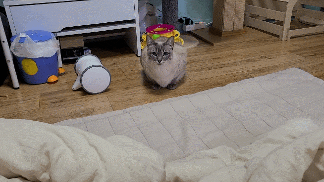 샴 고양이 털빠짐 샴고양이 종류와