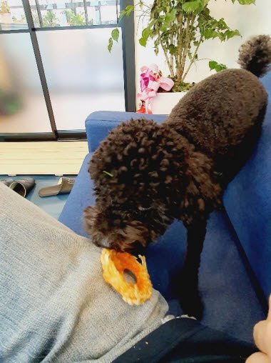 아이들과 항상 붙어있나요? 천안애견호텔 펫시터가 5