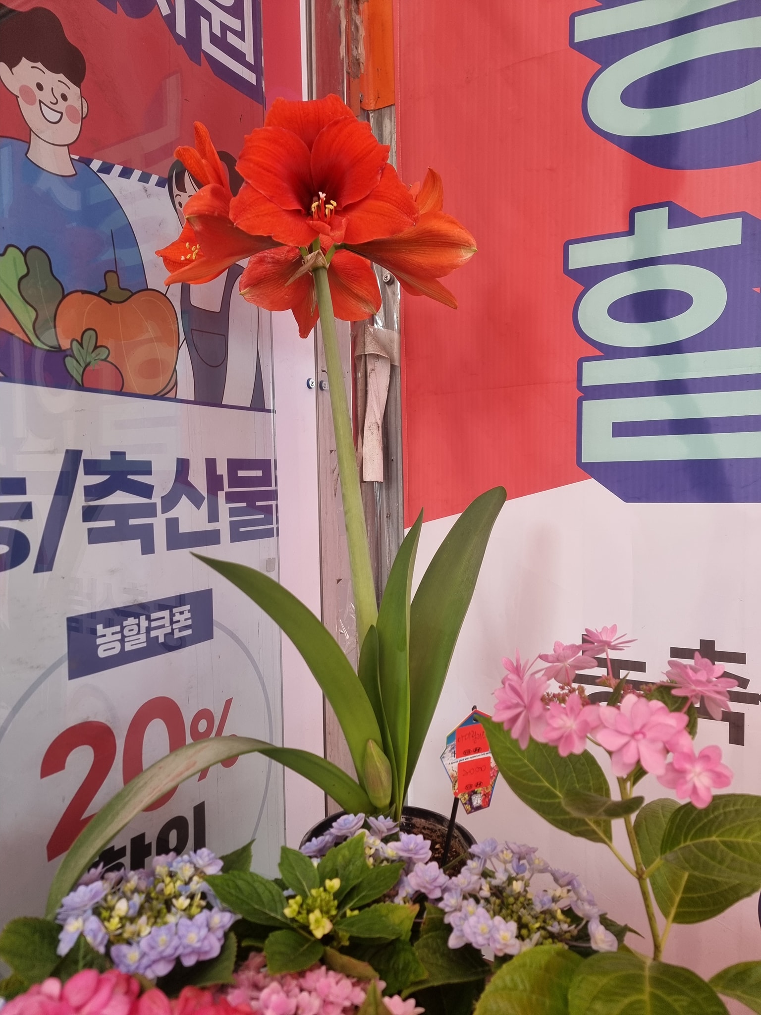 드림할인마트 이미지