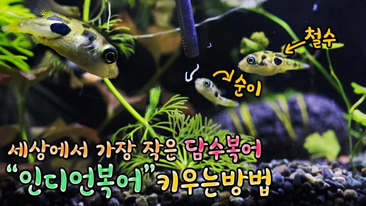 인디언복어 키우기 출산징후 수명 물갈이법 먹이 횟수 물온도_7
