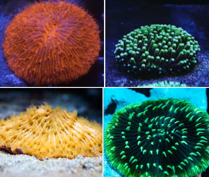 산호의 종류 알아보기