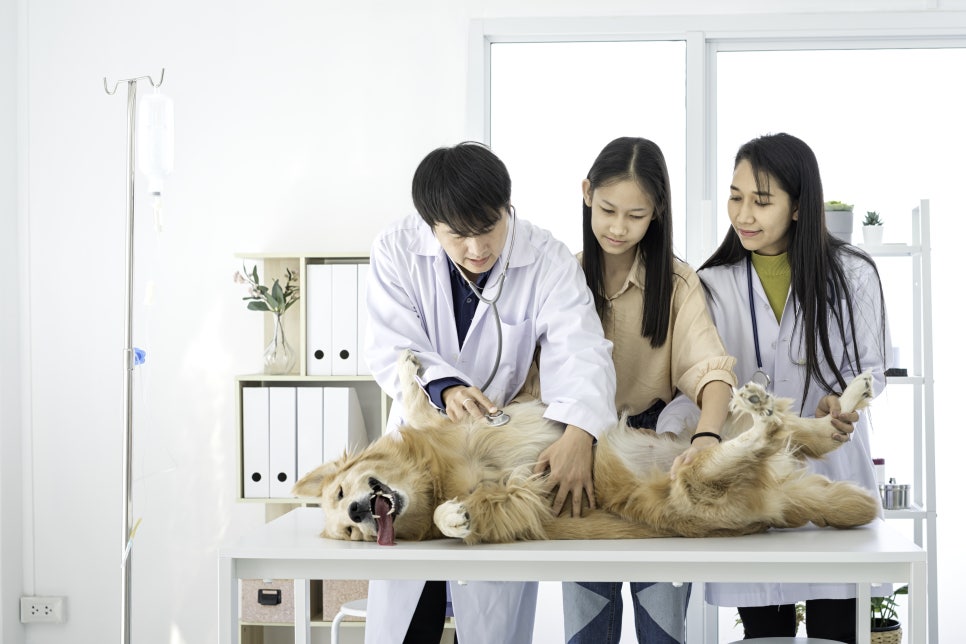 반려동물 예방접종 비용과 일정 관리 이미지 6