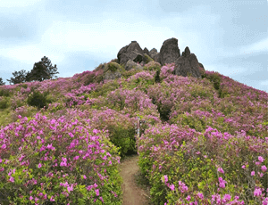 보성-가볼만한곳-철쭉-명소-초암산