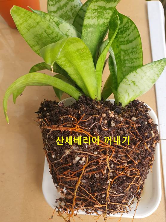 산세베리아 꺼내기