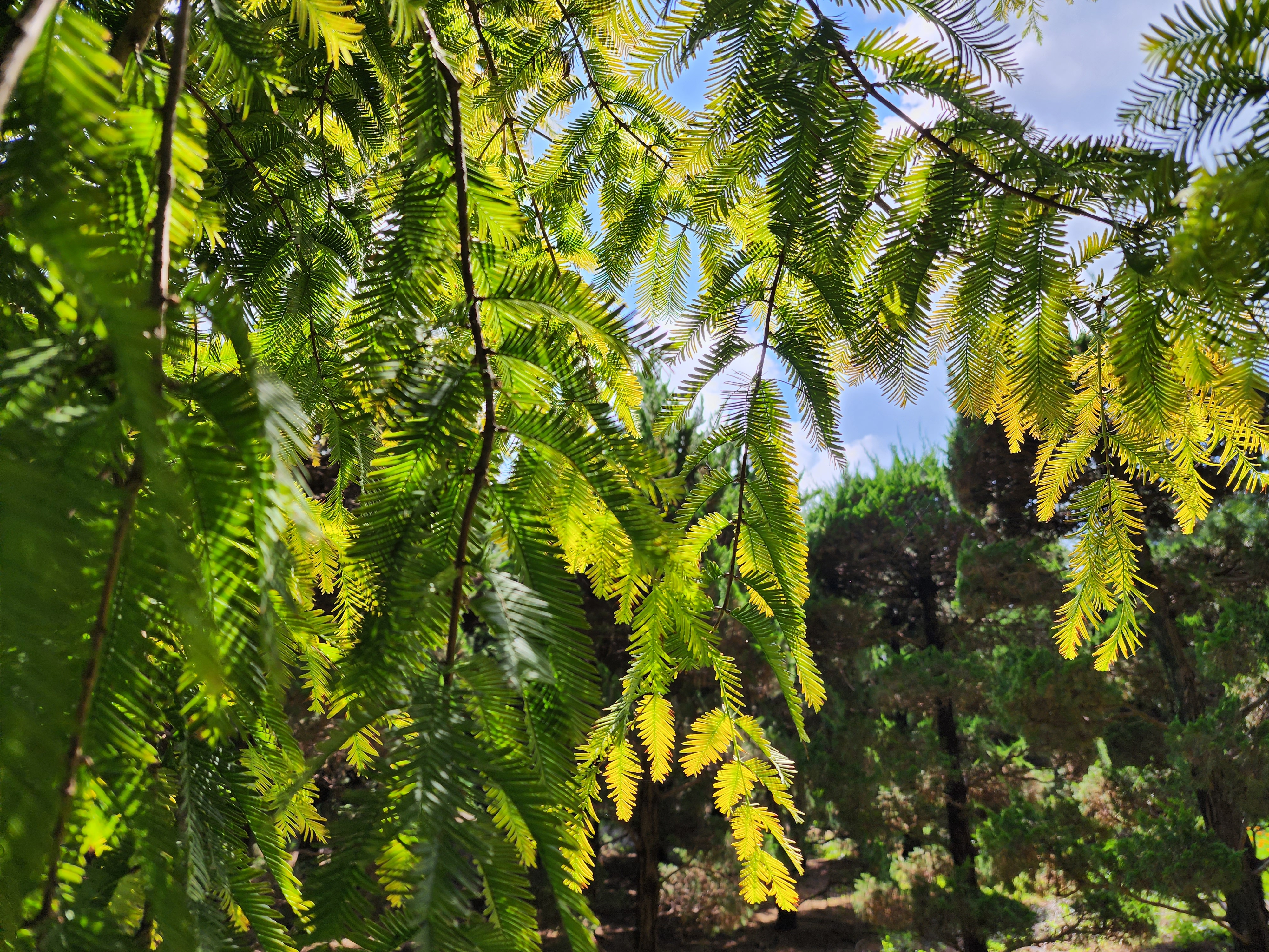 메타세쿼이아 나뭇잎
