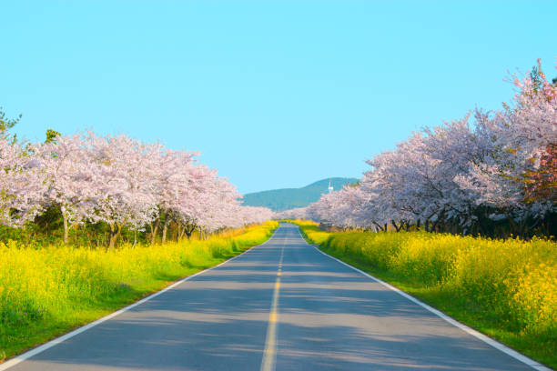 🌸 2025년 벚꽃 축제 가이드 : 특별한 아름다움🌸&amp;quot;