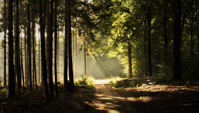 스트레스-효과가-좋은-아침-숲속-산책의-모습