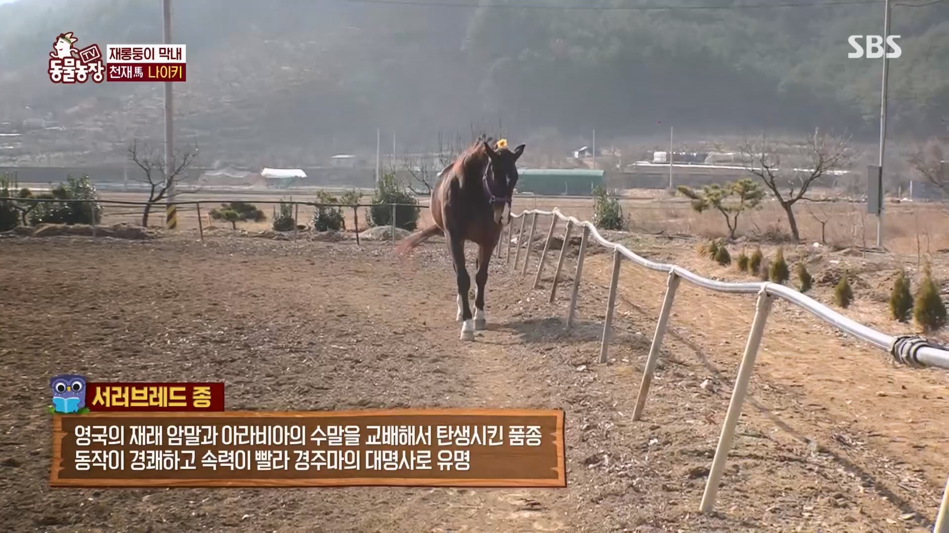 TV 동물농장.E1158.240211p.H264-F1RST.mp4_20240211_194055.199.jpg