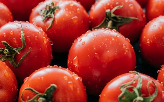  토마토 효능 부작용 정보 총정리