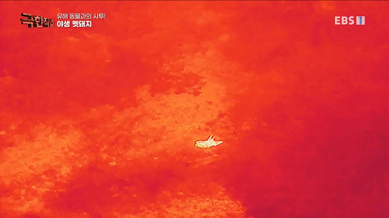 TV - 교육의 중심 EBS유해 동물과의 사투! 등검은말벌, 야생 멧돼지 퇴치.mp4_20221129_195018.476.jpg