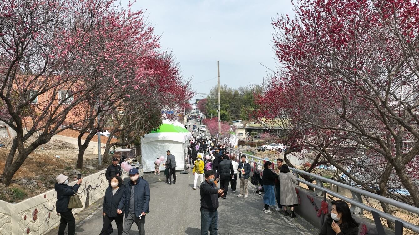 지난해 열린 홍매화 축제