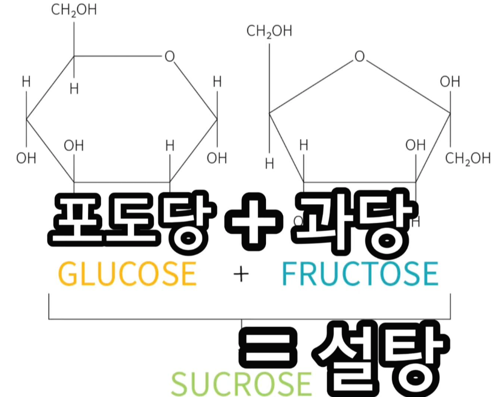 포도당-과당-설탕-구성-성분