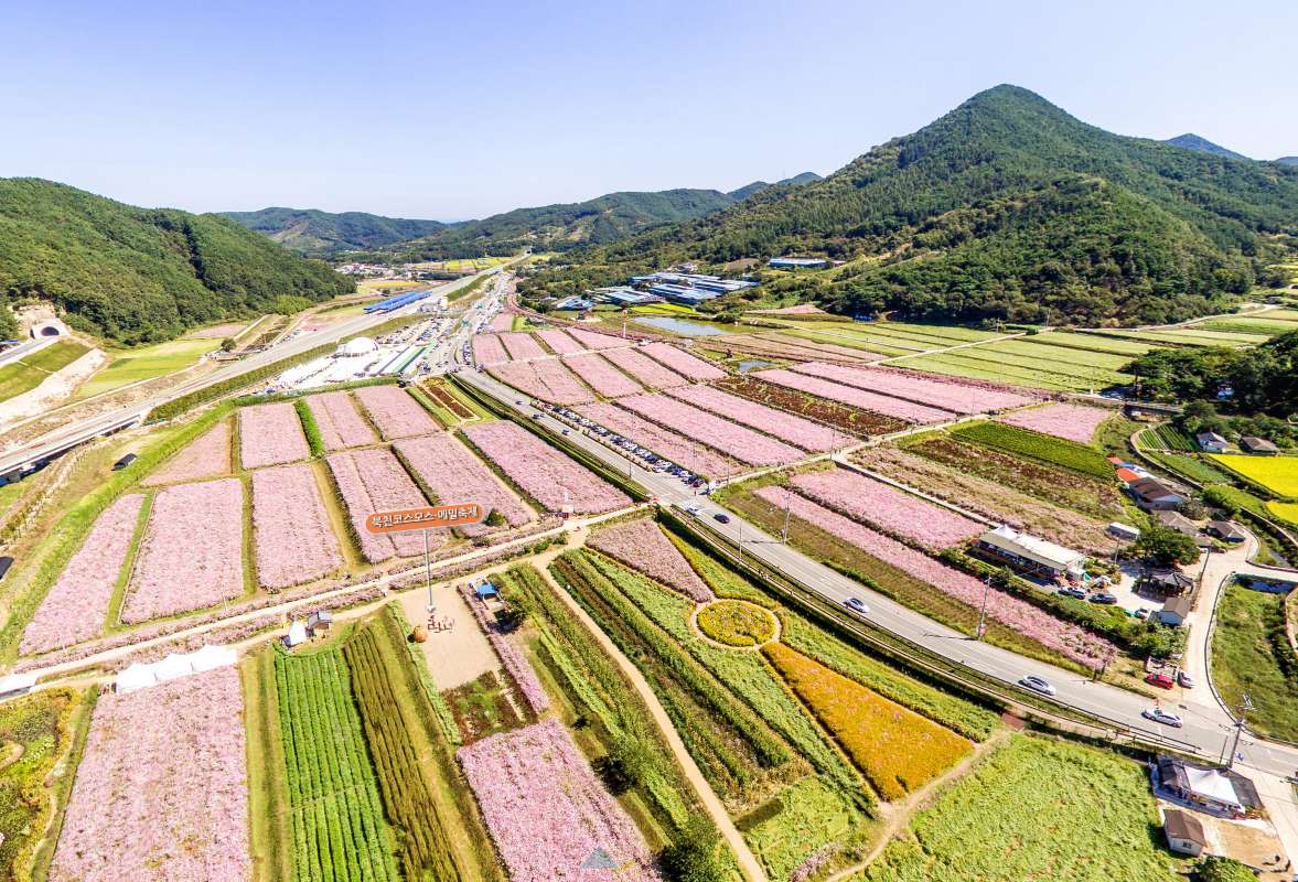 2024 제 18회 하동 북천 코스모스 메밀꽃 축제 정보 가요제, 입장료, 프로그램, 9월13일 ~ 9월27일 1박2일 추천 여행지7