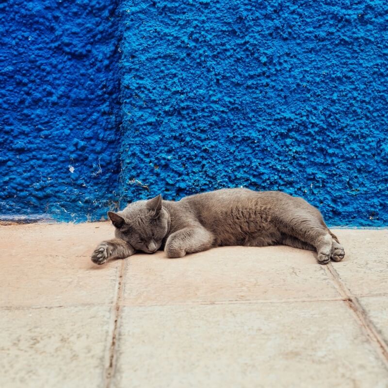 맨 땅에서 잠자고 있는 고양이 사진