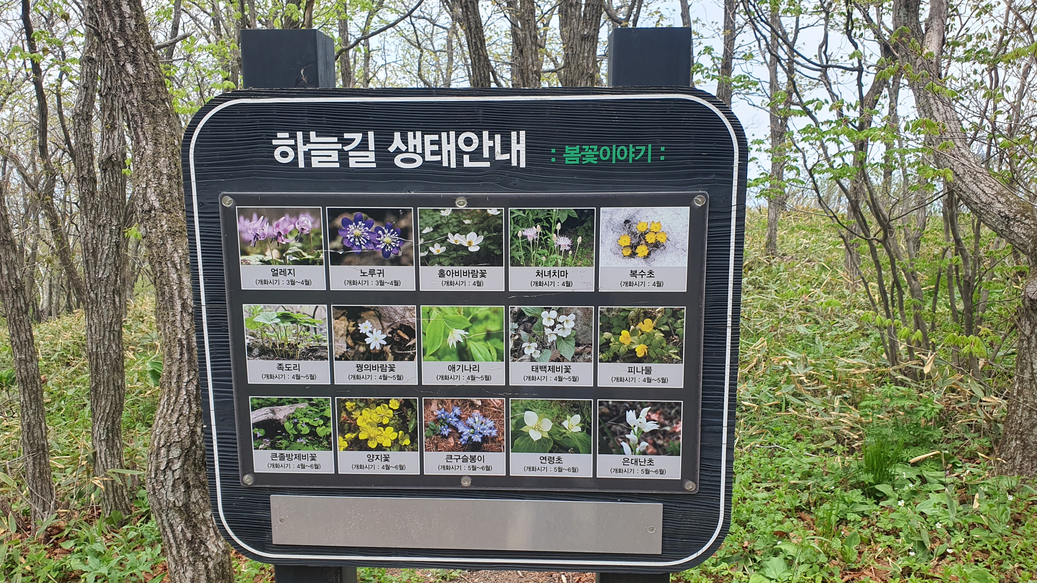 정선 하이원 스카이 1340 하이원 곤돌라 이용 요금, 할인 안내