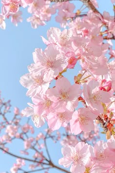 벚꽃 이미지