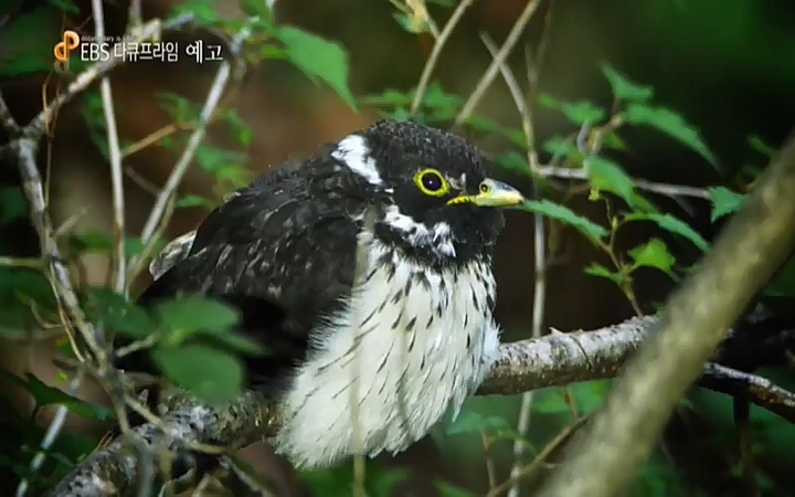 EBS 다큐프라임_ 220628.avi_20220629_210217.196.jpg