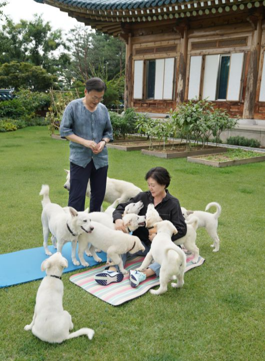 문재인 풍산개 파양