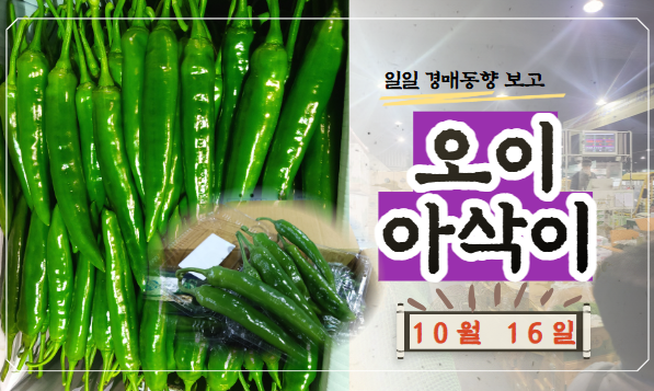  [경매사 일일보고] 10월 16일자 가락시장 오이아삭이 경매동향을 살펴보겠습니다!