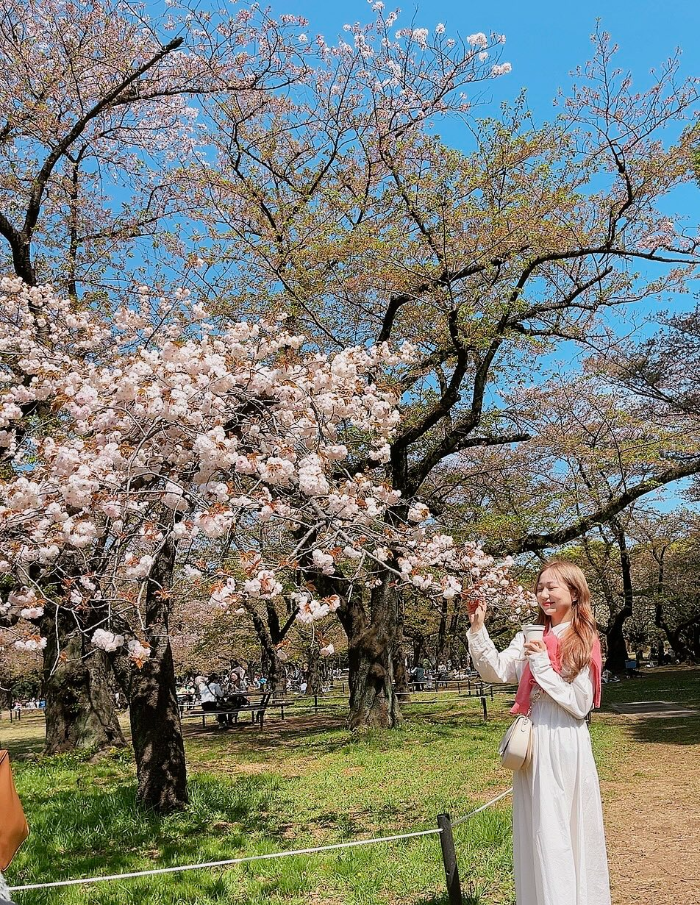 요요기 공원 벚꽃