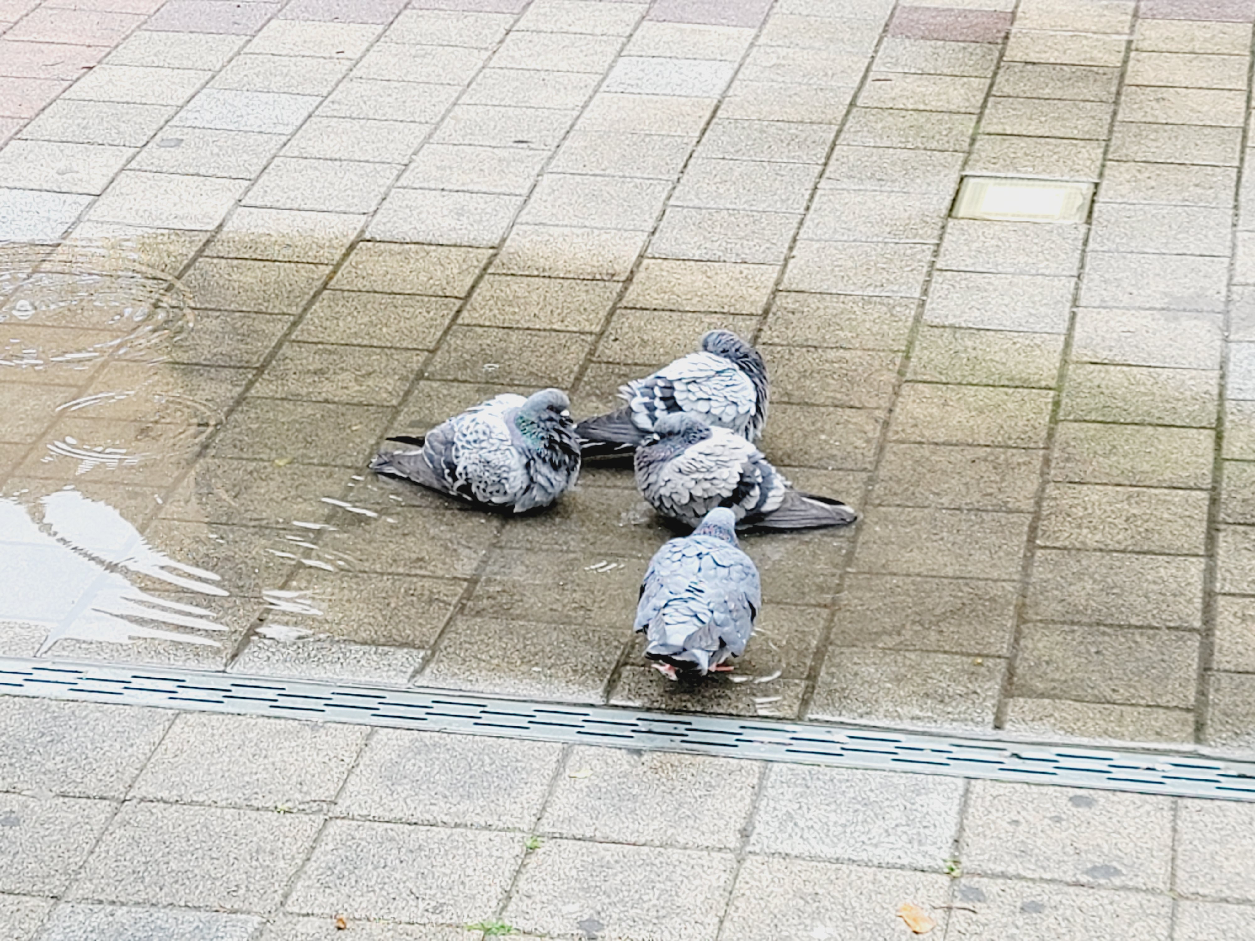 산철쭉 화단접대 35