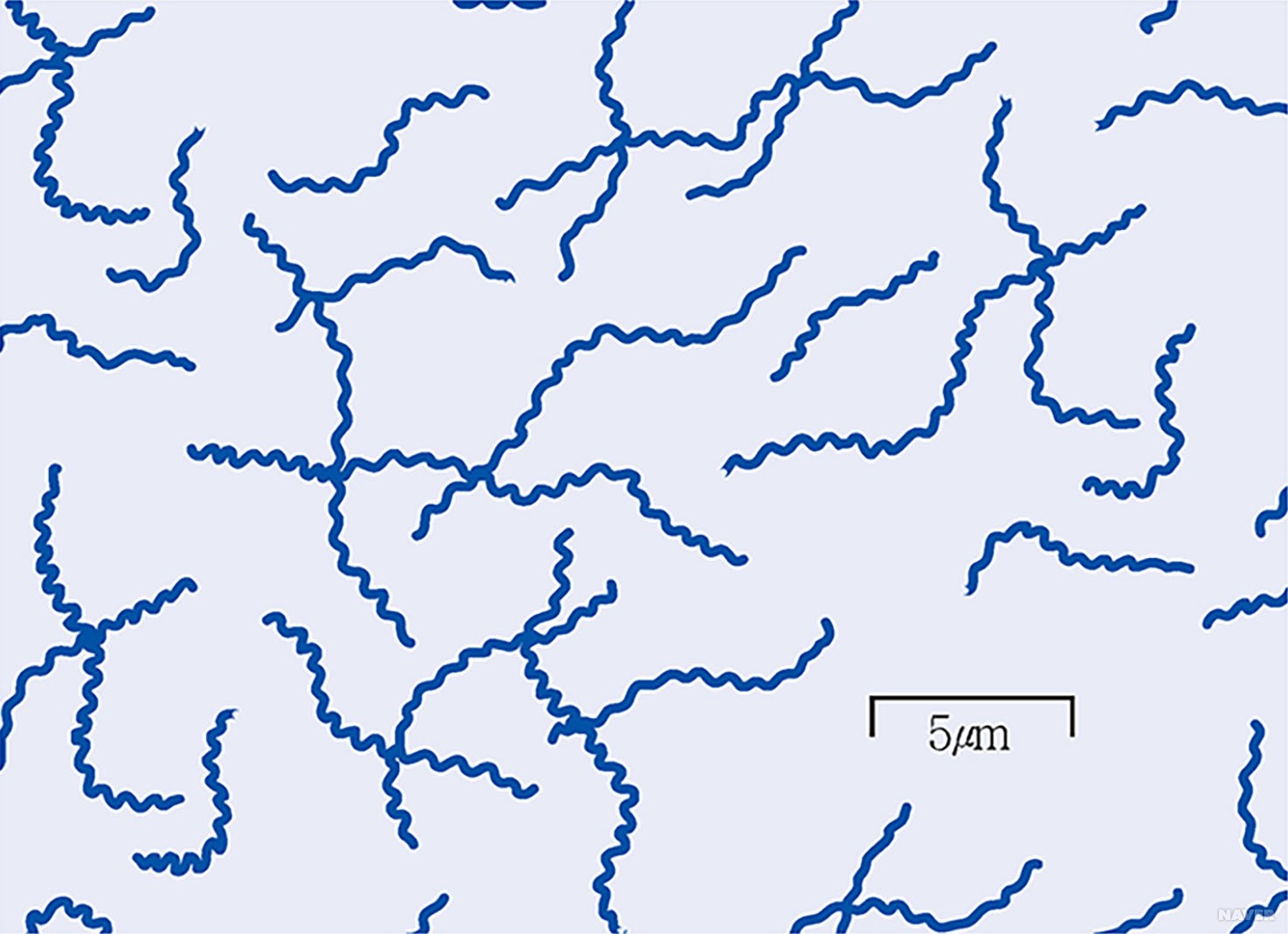  매독! 그 증상과 치료법에 대해서 알아보자!