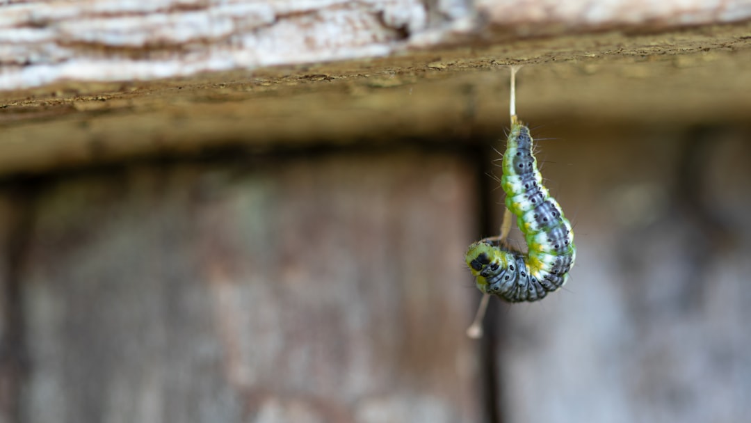 Cocoon