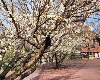 광양 매화축제_13