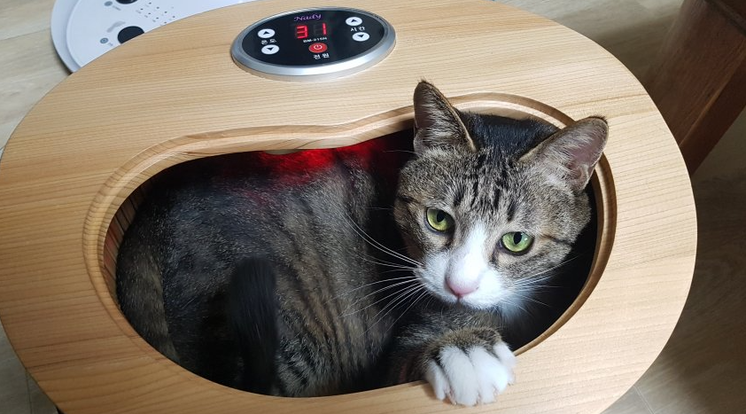  고양이 복지 최상위 아이템