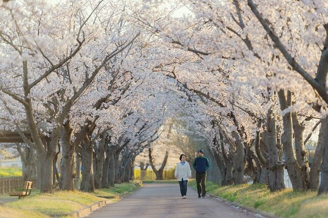 보은 벚꽃길 축제