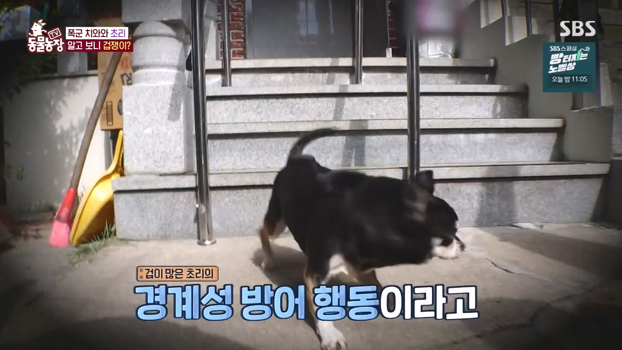 TV 동물농장.E1144.231106p-NEXT.mp4_20231105_175939.628.jpg