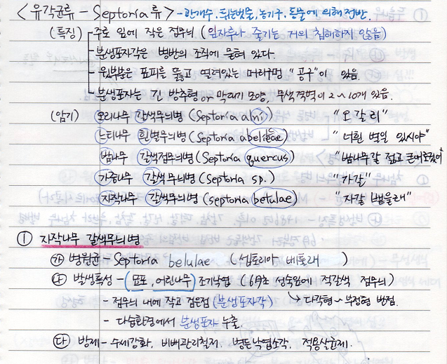  [수목병리학] (잎에 나타나는 수목병 - 유각균류 Septoria 류) 오리나무 갈색무늬병, 느티나무 흰별무늬병, 밤나무 갈색점무늬병, 가중나무 갈색무늬병, 자작나무 갈색무늬병