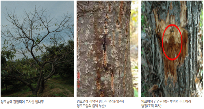  밤나무 잉크병
