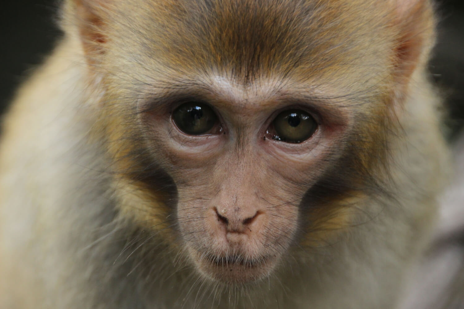하얀색과 갈색이 섞인 털을 가진 아기 원숭이가 정면을 똑바로 응시하고 있다.