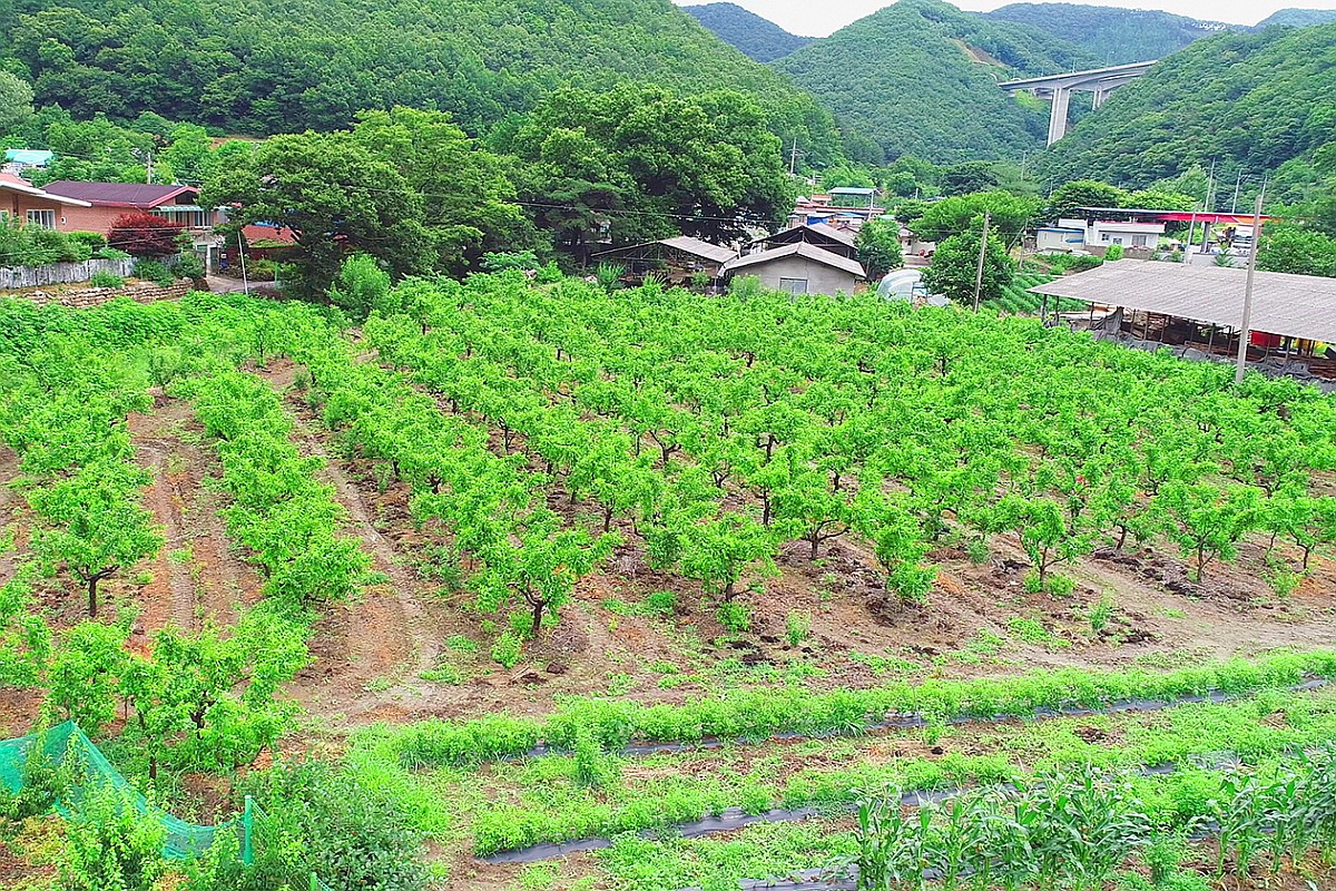 보은 자드락산촌생태마을