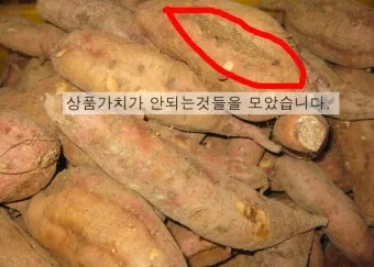 썩은 고구마 구별법 안전하게 먹기_17