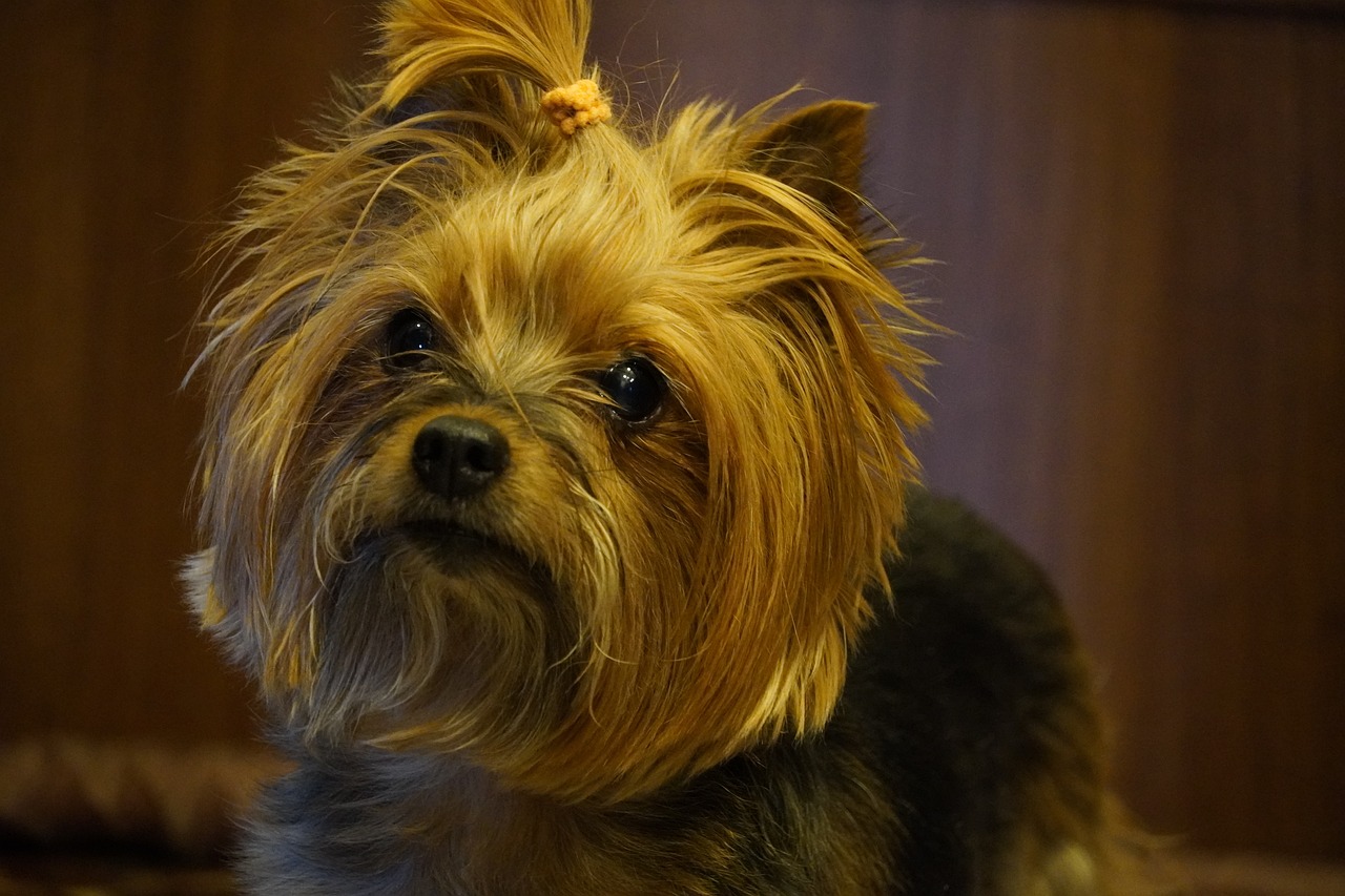 Yorkshire Terrier