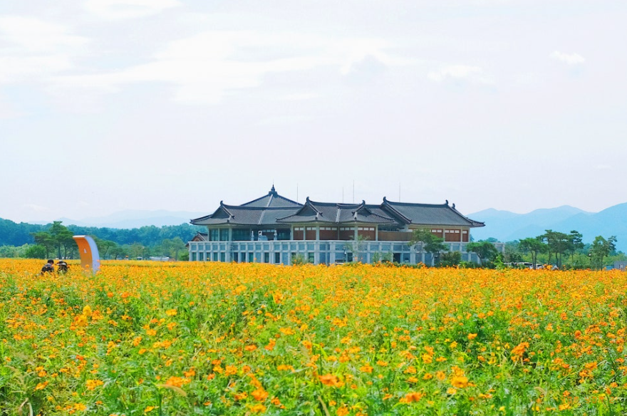 분황사 코스모스