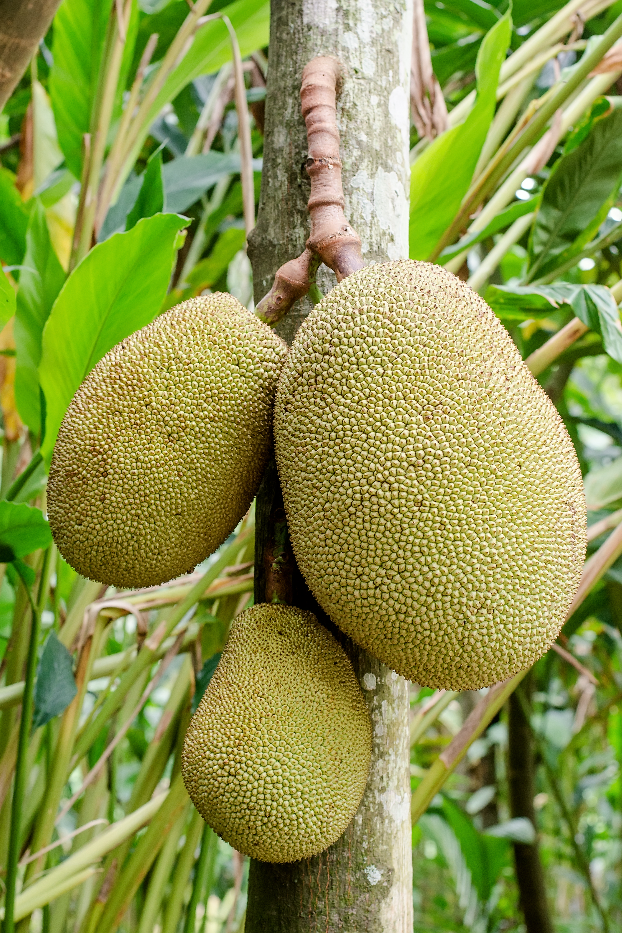 잭프루트 (Jackfruit)