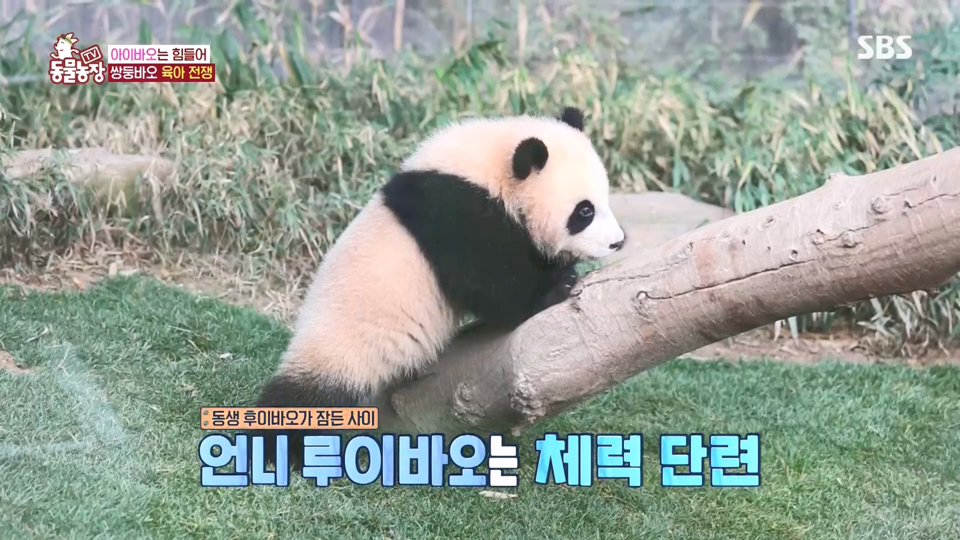 TV 동물농장.E1160.240225p.H264-F1RST.mp4_20240225_165126.698.jpg