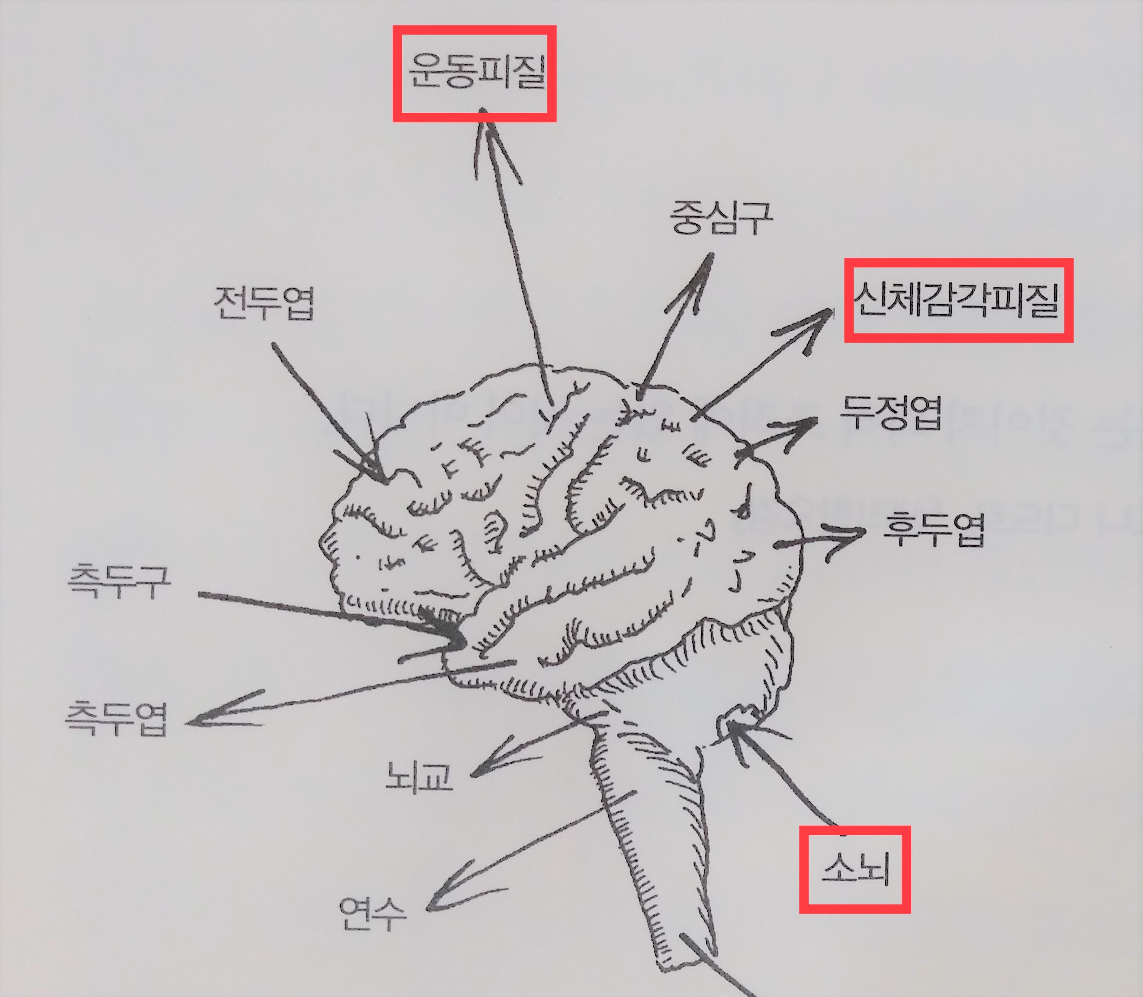 소뇌, 감각영역, 운동영역